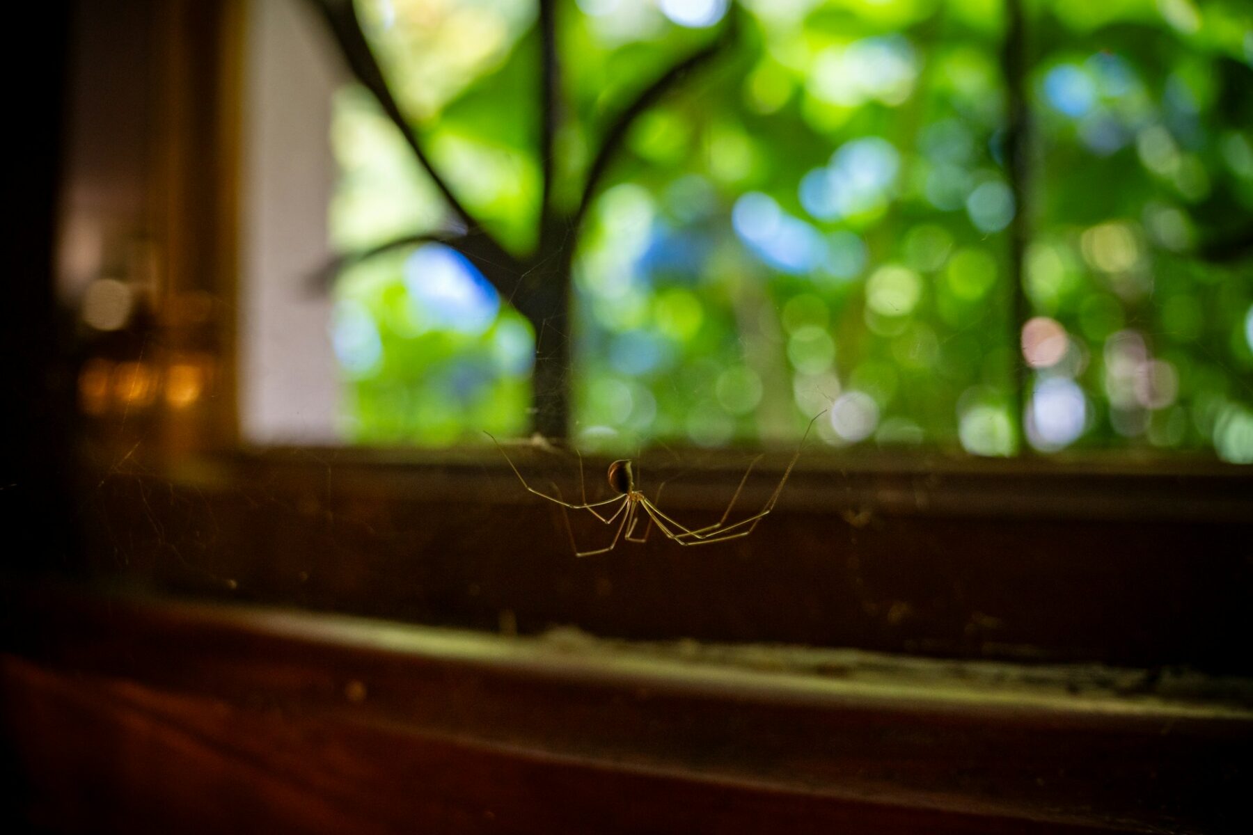 Spider in window