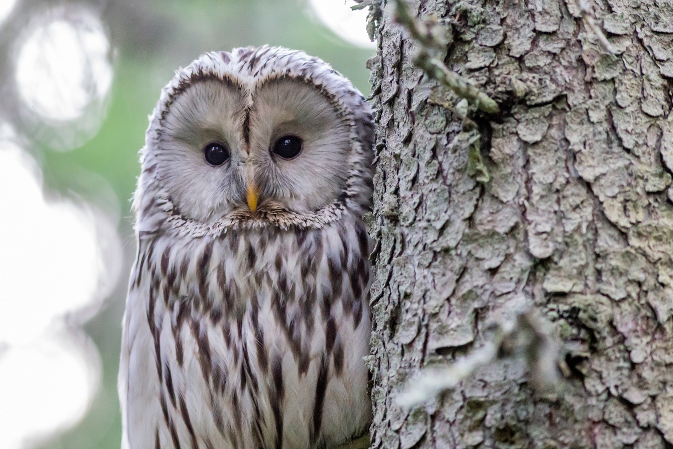 What Do Dreams About Owls Mean? The Sleep Matters Club