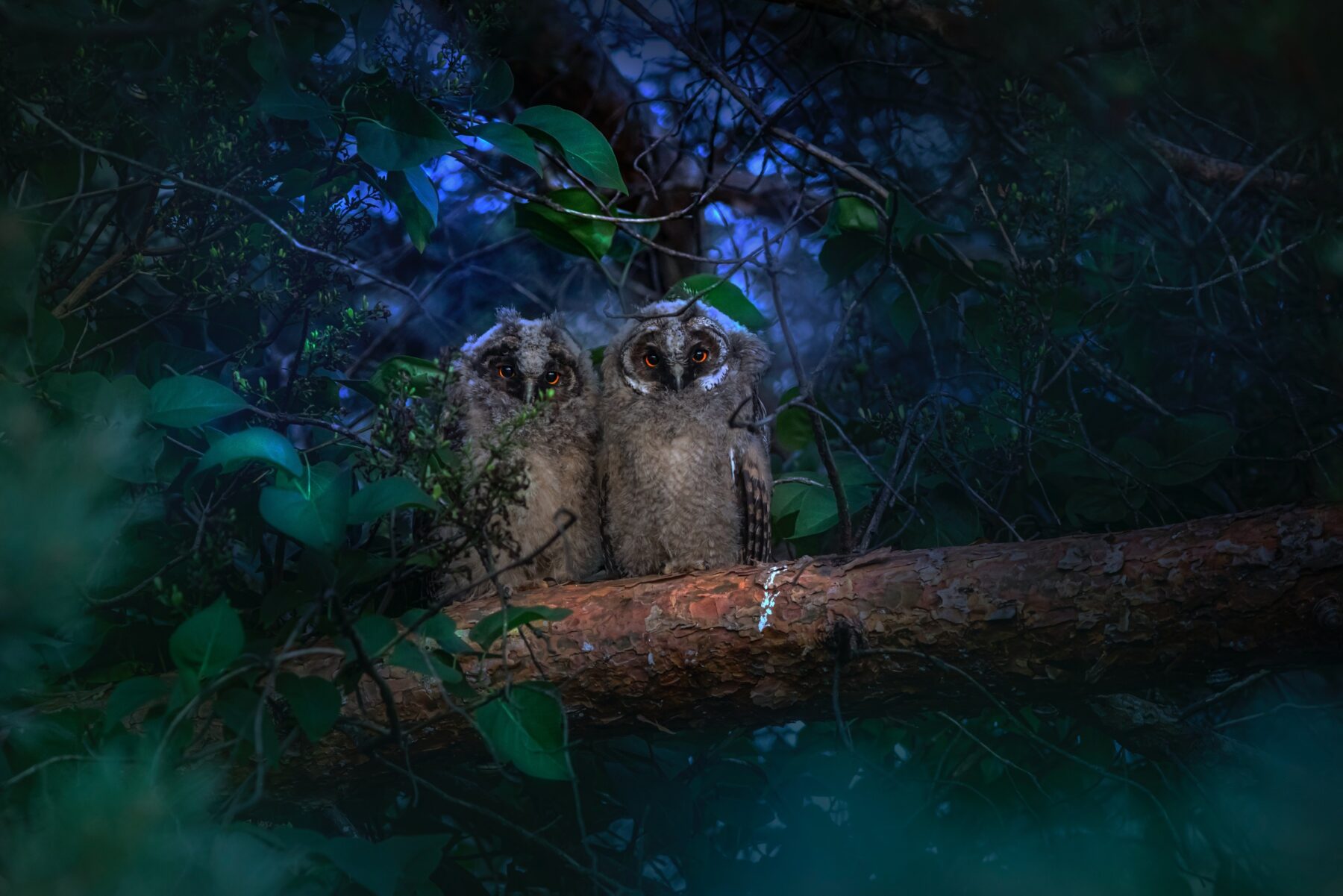 Two owlets sitting in a tree at night, surrounded by foliage.