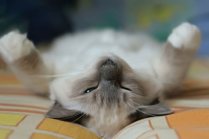 A cat having a power nap. 