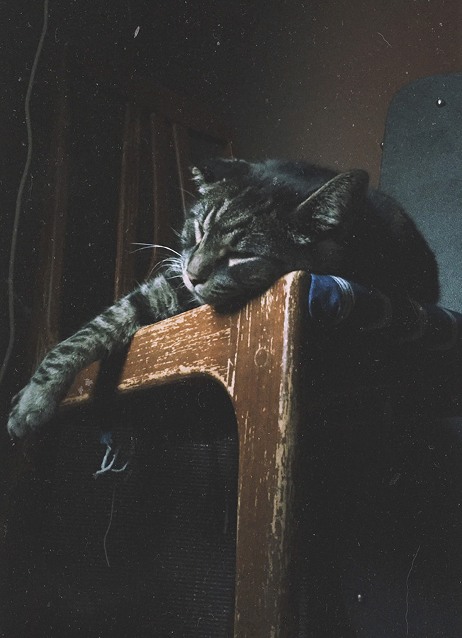 kitten asleep on top of table