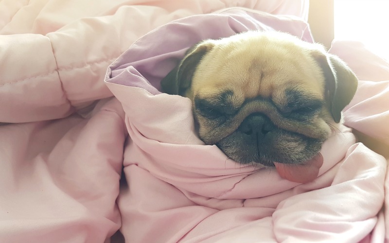 Pug sleeping