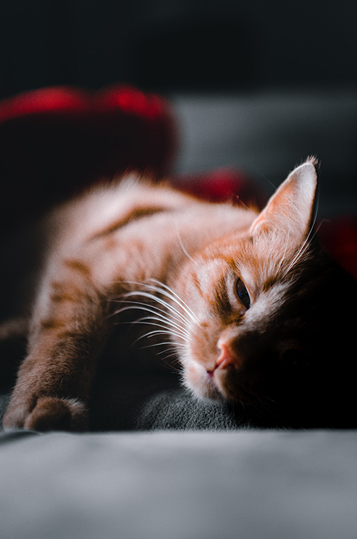 cat sleeping with eye half open