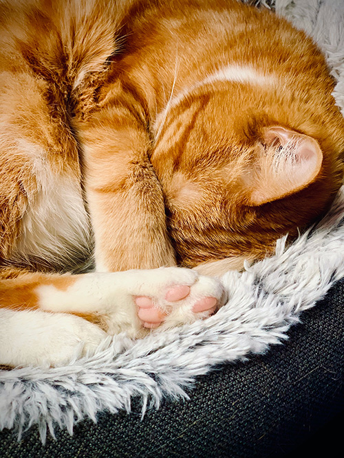 cat in curled up sleeping position