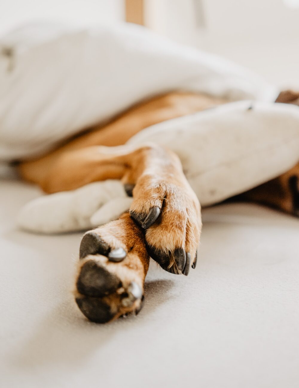 Dog in bed