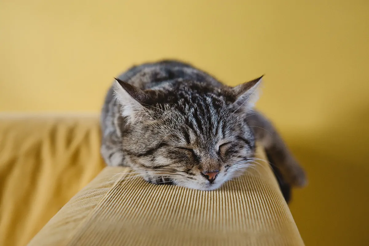 The Meaning Behind Cat Sleeping Positions Sleep Matters Club