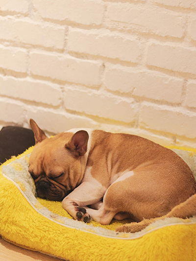 dog sleeping in curled up position on yellow dog bed