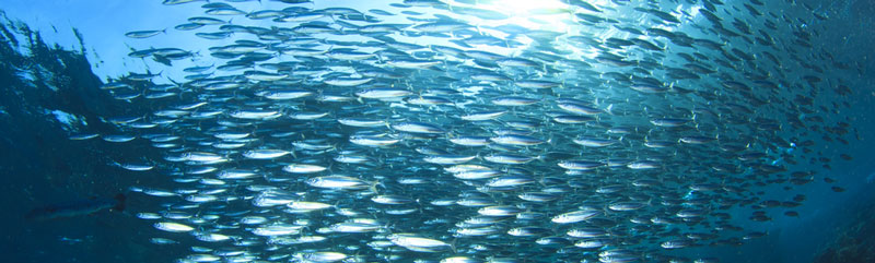 School of sardines in the ocean: how can your diet help your sleep?