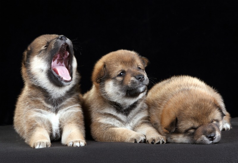 Image of a puppy yawning