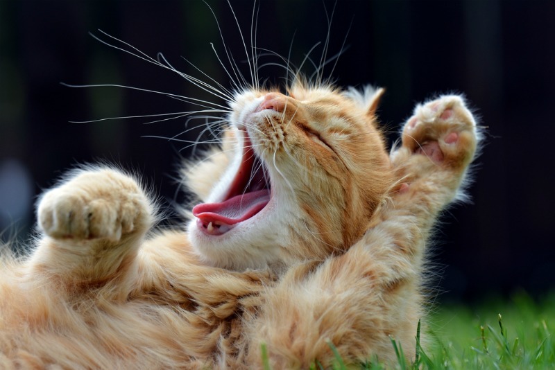 Image of a kitten yawning
