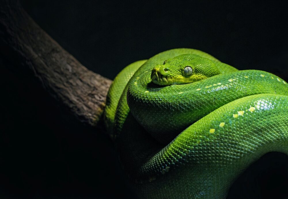 A green snake coiled on a branch