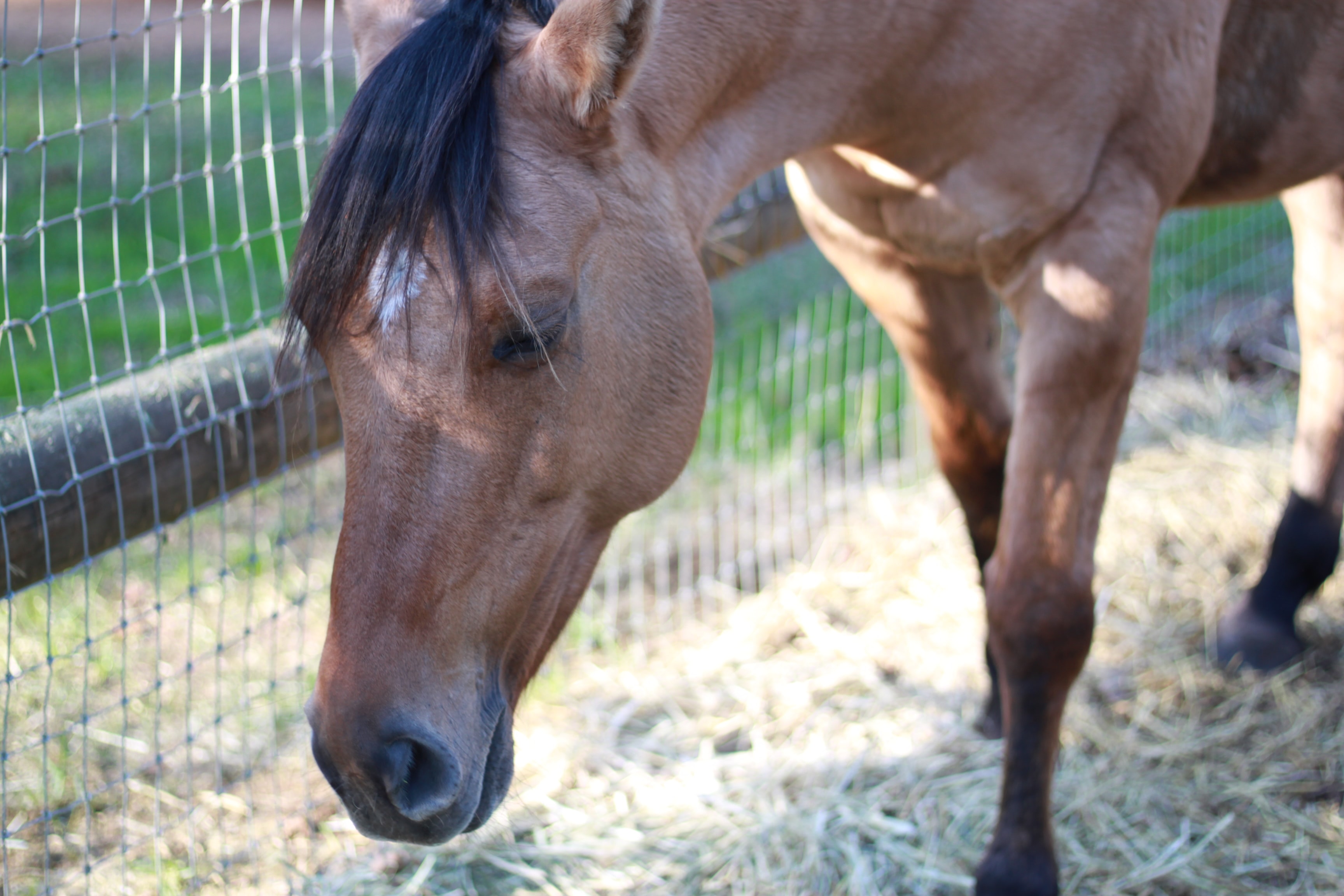 horse with head down and eyes shut