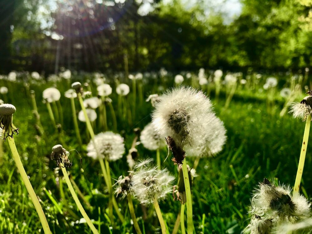 Field of pollen