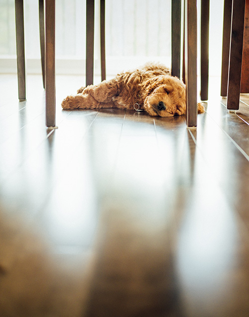 image of medium sized dog asleep on kitchen floor beneath table