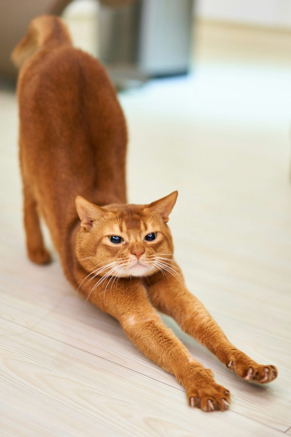 Ginger cat stretching