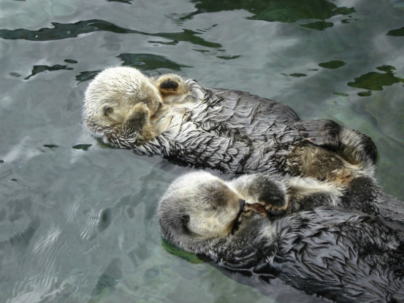 Some otters sleep in water, anchoring themselves to something to stop floating away