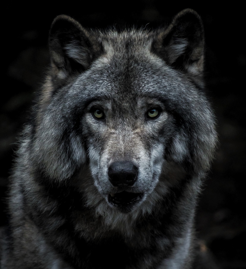 wolf chronotype